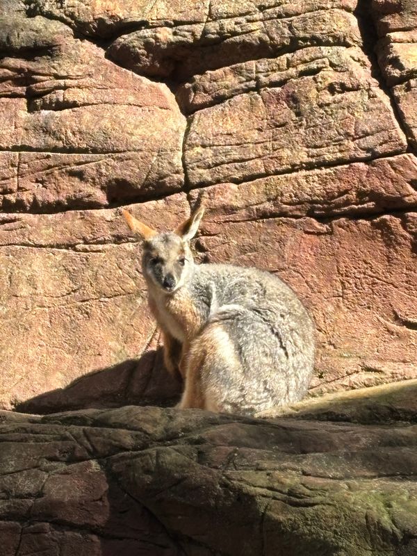 オーストラリア連邦・シドニー「シドニー」の写真