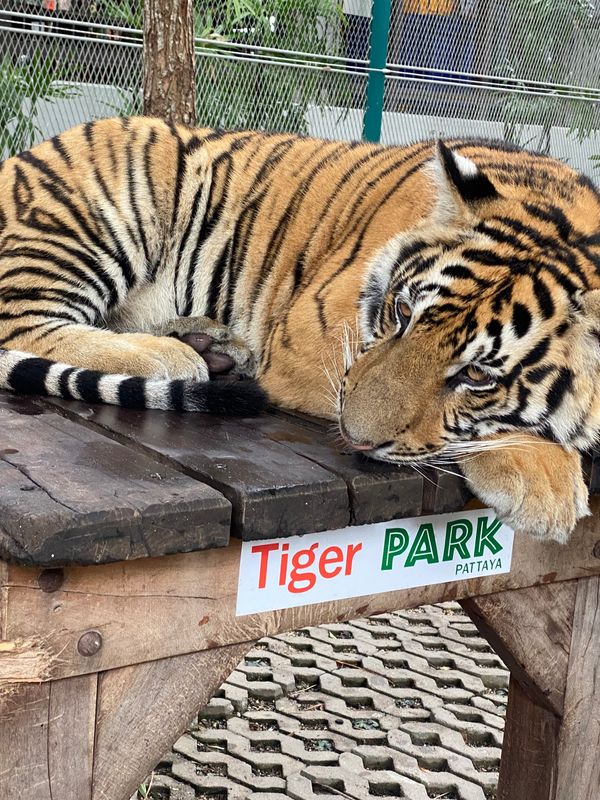 タイ「タイ🇹🇭パタヤ」の写真