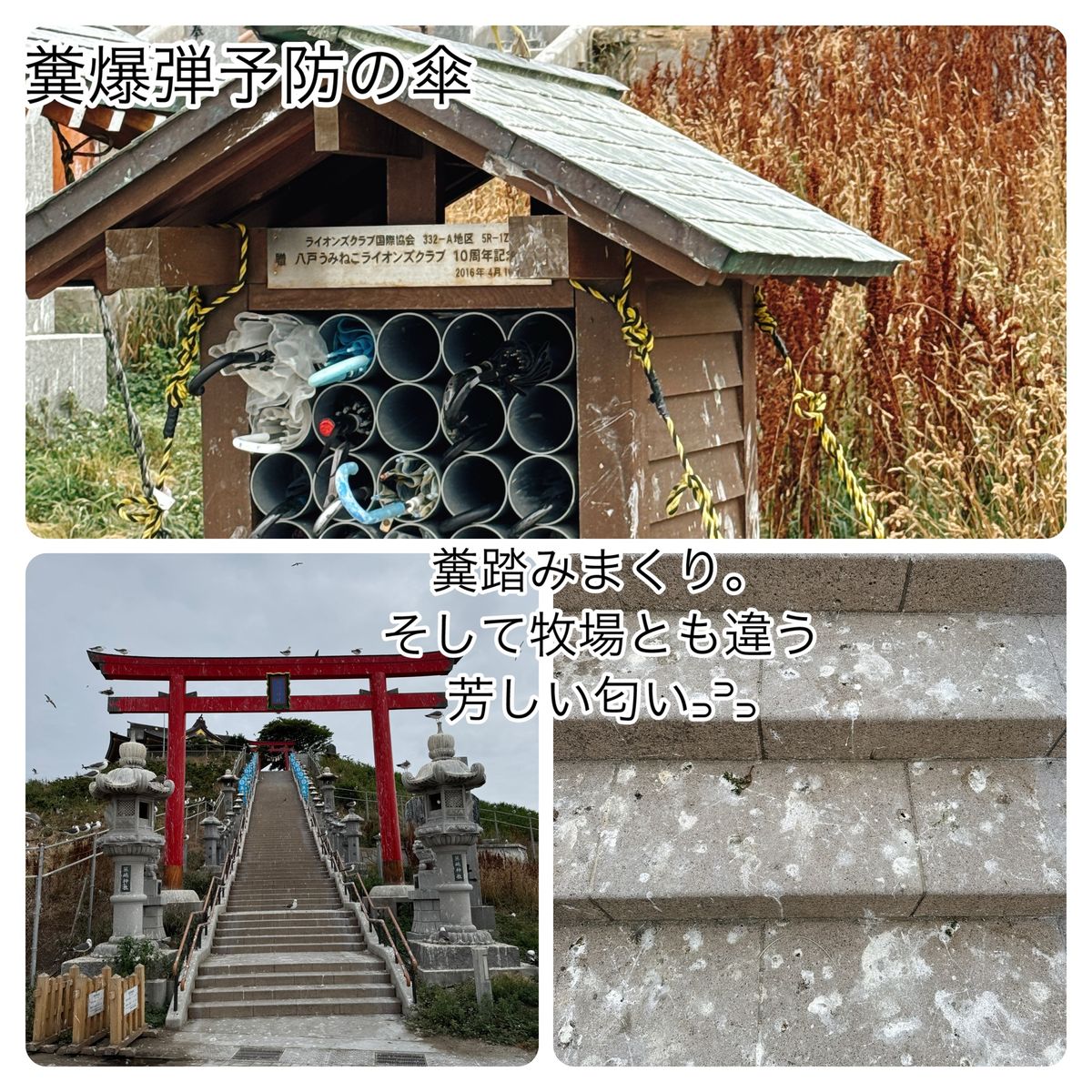 蕪嶋神社

みなと食堂の後は蕪嶋神社へ。
鮫駅から徒歩15分位。
ケチって...