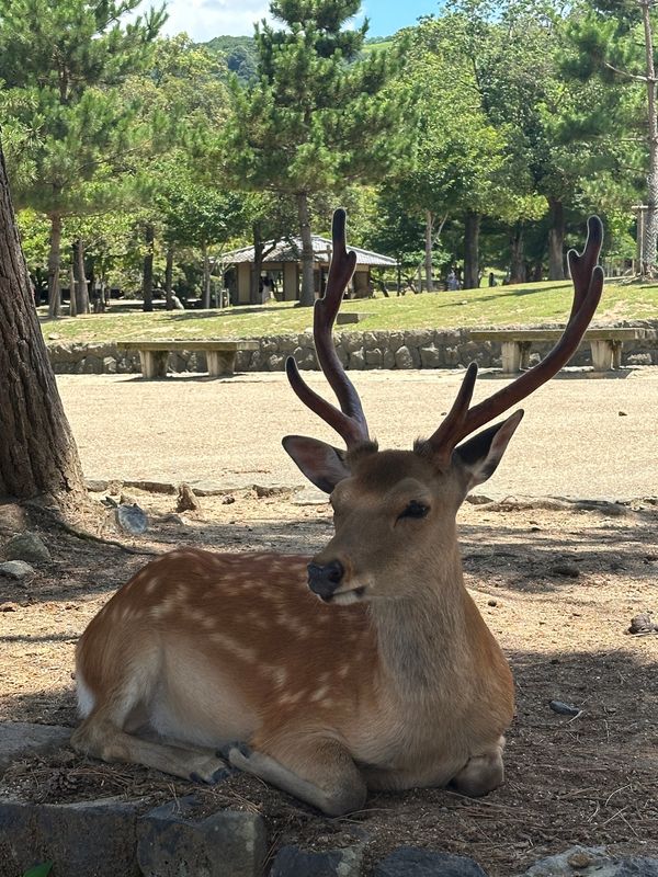 日本・大阪「大阪・奈良　2025.07」の写真