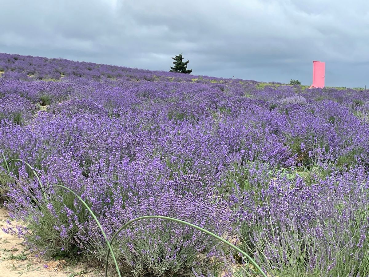 小雨模様の朝。エスコンフィールドを見学。ファイターズファンはテンション上が...