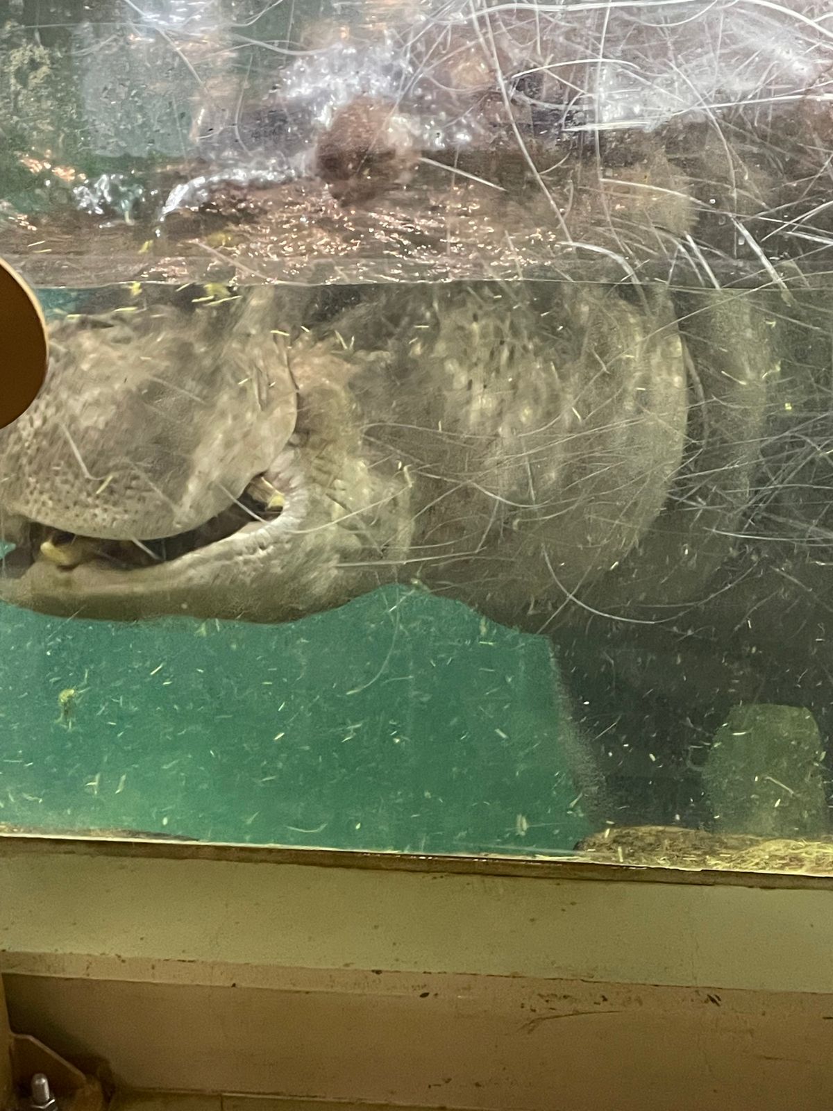 朝から旭山動物園へ。かばもしろくまも迫力満点‼️展示の資料もとても勉強にな...