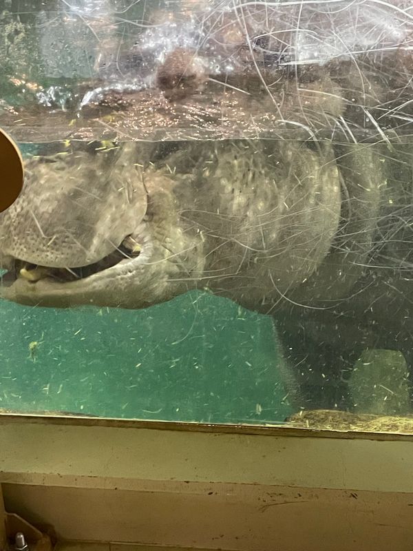 日本・北海道「サンフラワーフェリーで北海道の旅」の写真：朝から旭山動物園へ。かばもしろくまも迫力...