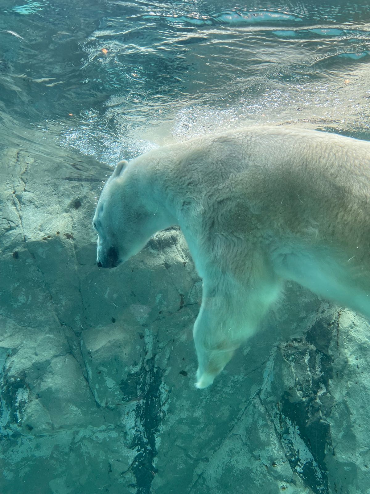 朝から旭山動物園へ。かばもしろくまも迫力満点‼️展示の資料もとても勉強にな...