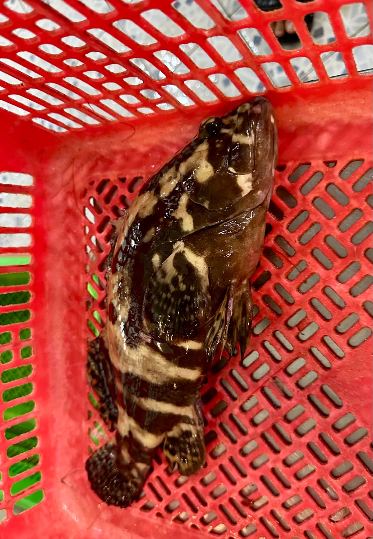 帰路途中でジャカルタ郊外に住む友人夫妻と再会、ランチの海鮮料理は非常にレベ...