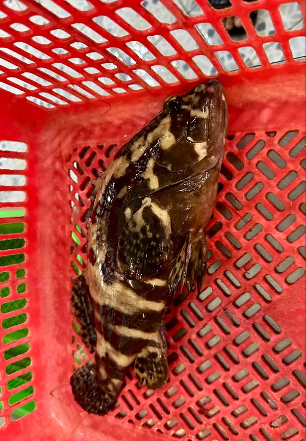 香港・赤鱲角國際機場、Chek Lap Kok International Airport「NRT ✈︎ HKG ✈︎ CGK ✈︎ HKG」の写真：帰路途中でジャカルタ郊外に住む友人夫妻と...