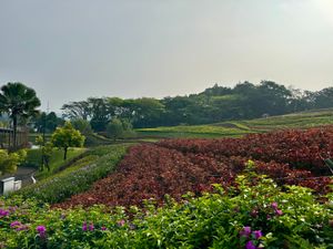 翌朝はヴィラのプライベートプールでひと泳ぎして帰路へ。

ドライバー、ヘル...