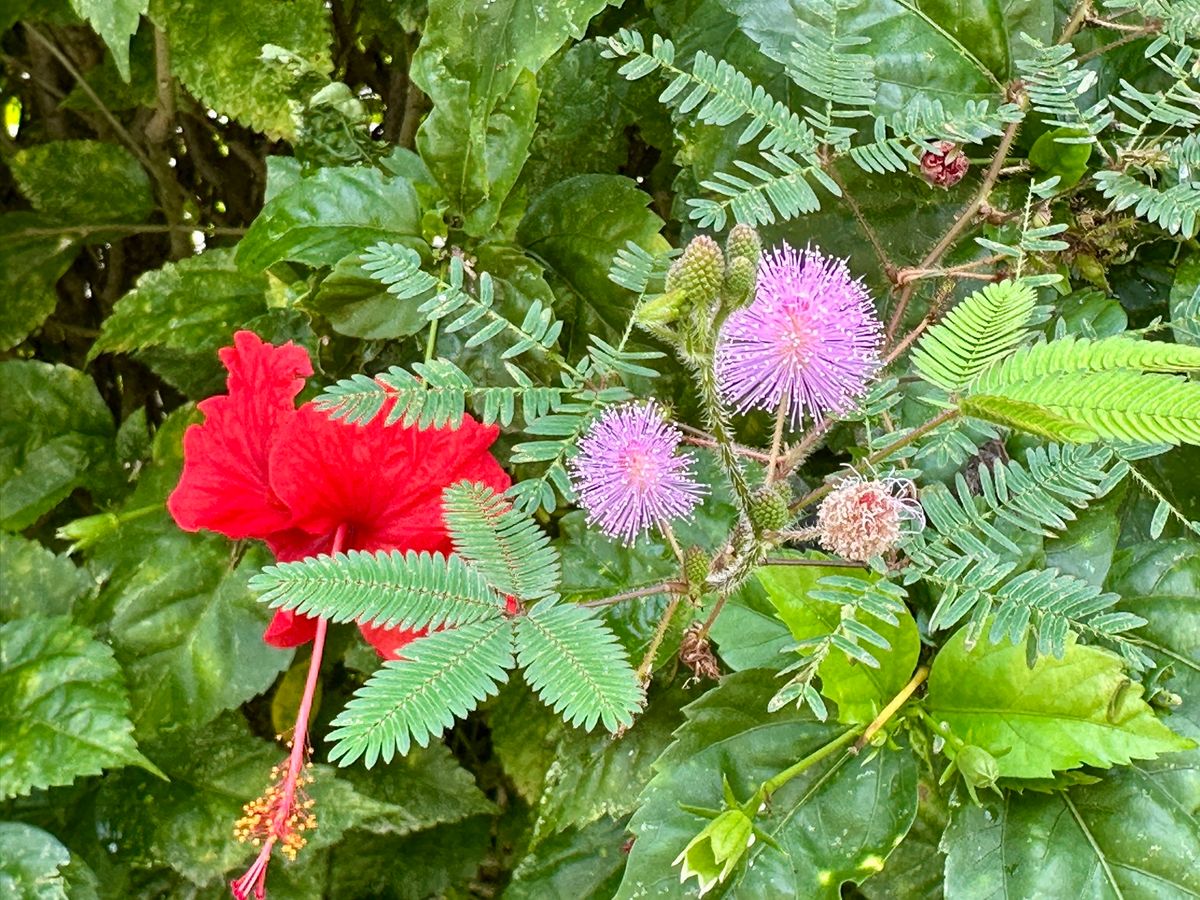 翌朝はヴィラのプライベートプールでひと泳ぎして帰路へ。

ドライバー、ヘル...