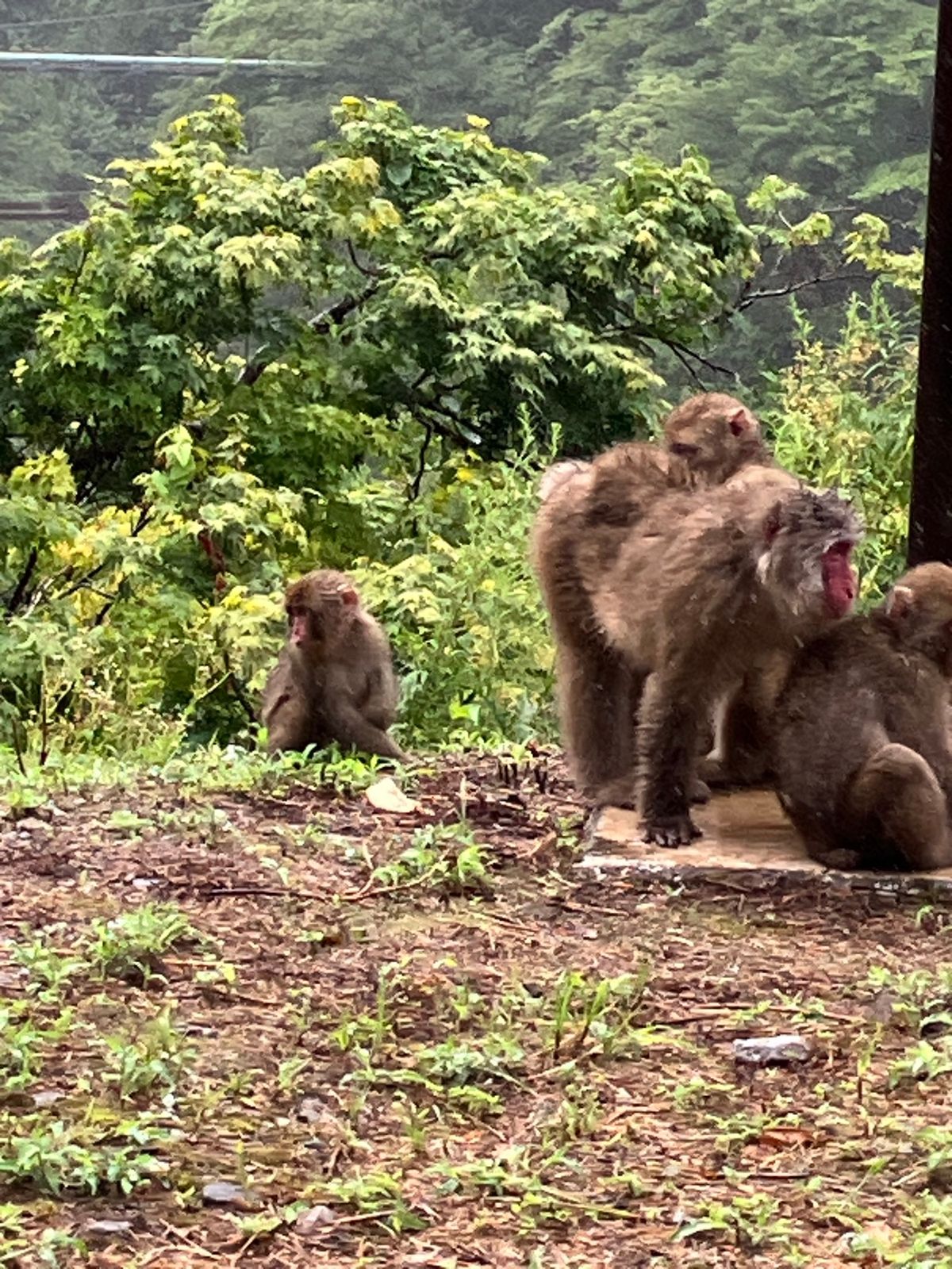 当日でもトロッコ列車乗れた。
雨天で水は濁っているけど、迫力がすごい