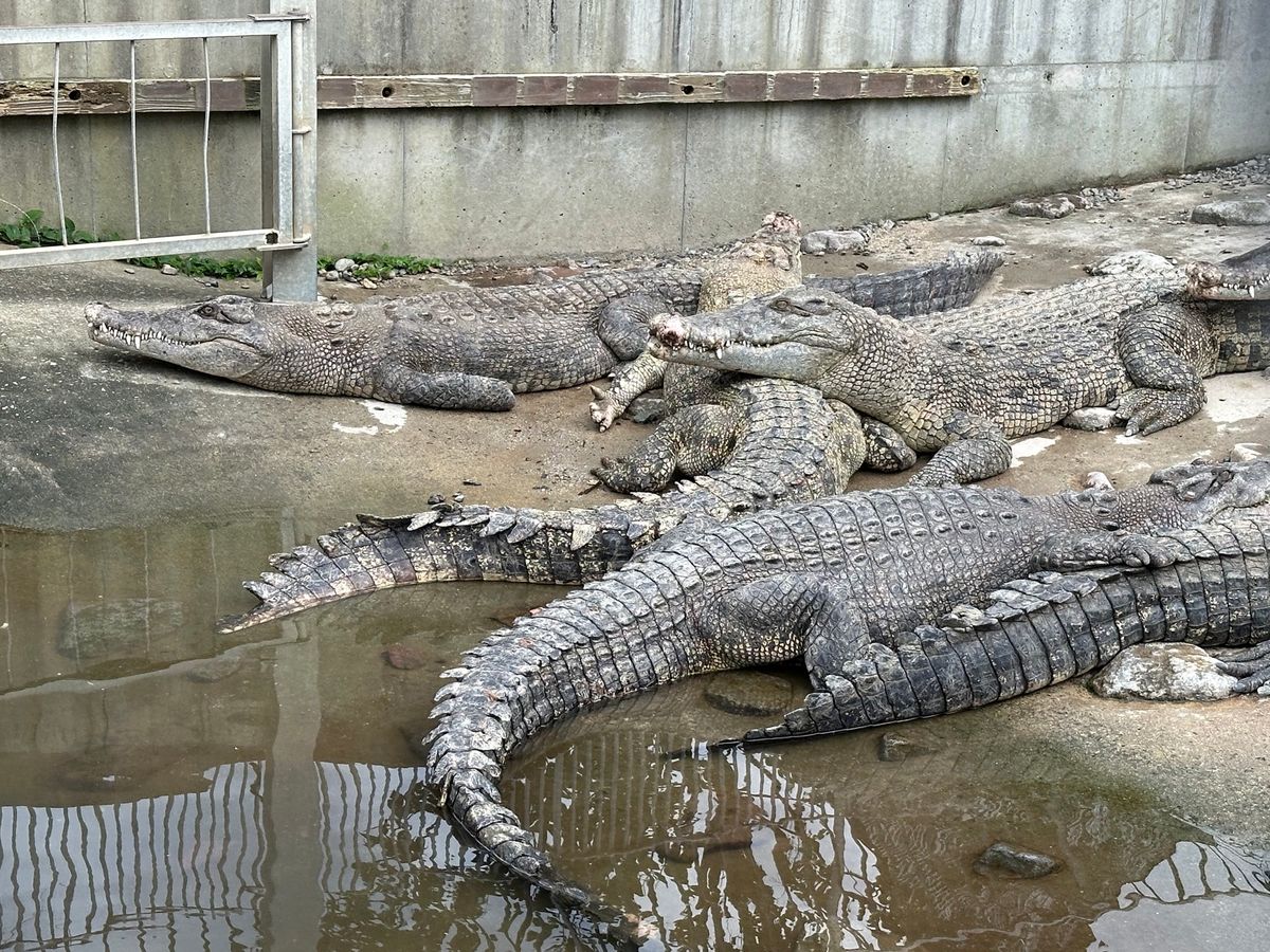 羽田から大分到着
鳥唐揚、地獄蒸し、鬼山地獄