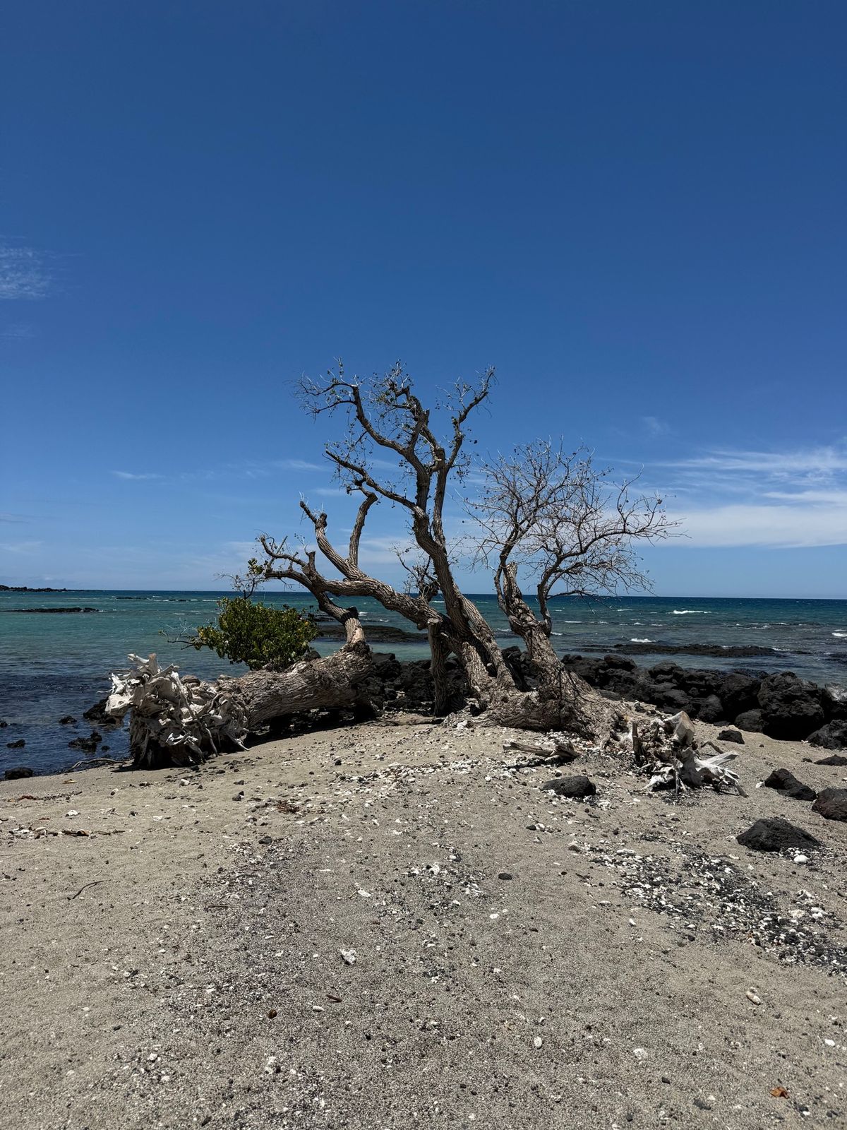 マウナラニはハワイ島の西側にあり、また雨もあまり降らない地域なので、毎日こ...