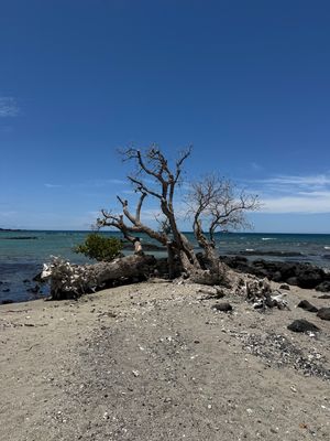 マウナラニはハワイ島の西側にあり、また雨もあまり降らない地域なので、毎日こ...