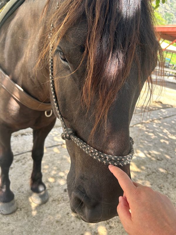 アメリカ(米国)・ワイキキ「ハワイ旅🌺」の写真