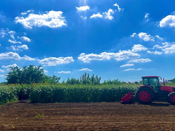 日本・東京都「ひまわり畑」の写真