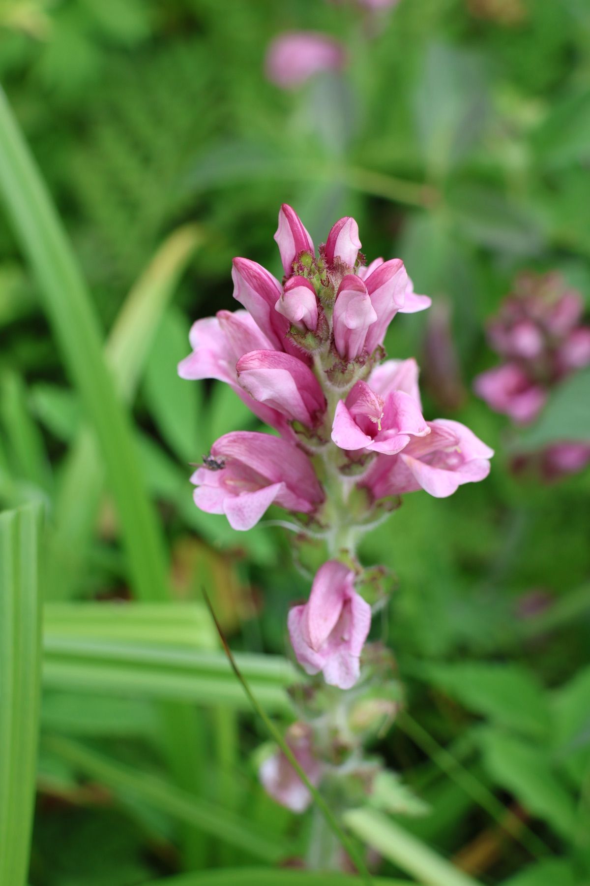 高層湿原には色とりどりの高山植物が咲いていました。