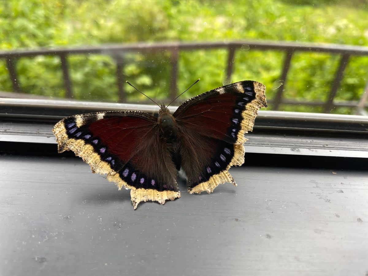 ルリタテハ、カオジロトンボ