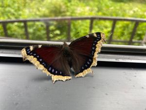 ルリタテハ、カオジロトンボ