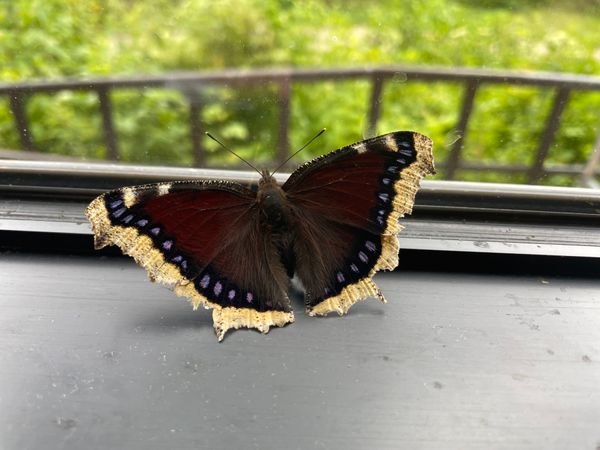 日本・長野県「2025年夏　安曇野・白馬旅行」の写真：ルリタテハ、カオジロトンボ