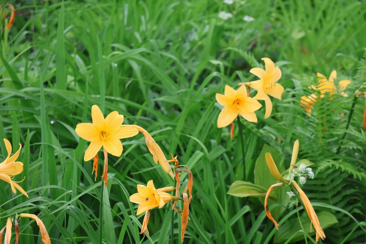 高層湿原には色とりどりの高山植物が咲いていました。