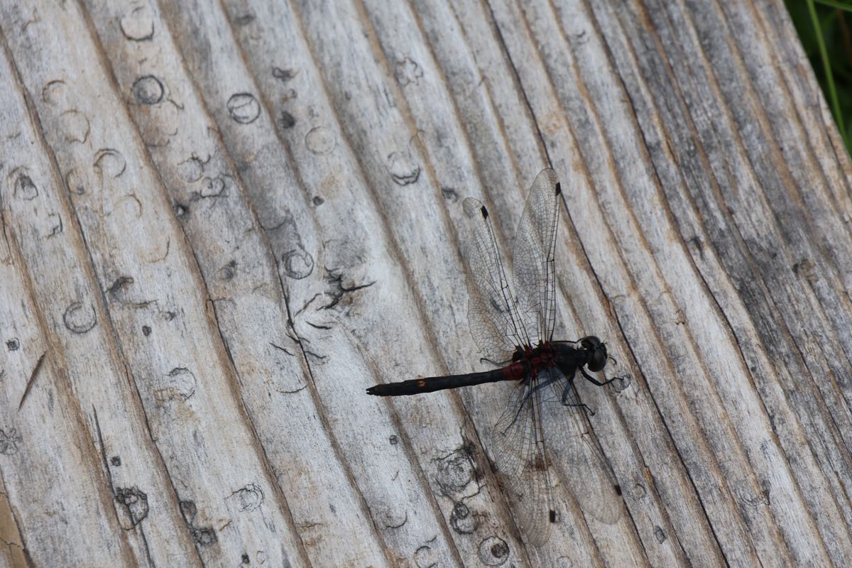 ルリタテハ、カオジロトンボ