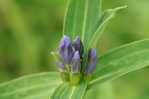 日本・長野県「2025年夏　安曇野・白馬旅行」の写真：高層湿原には色とりどりの高山植物が咲いて...