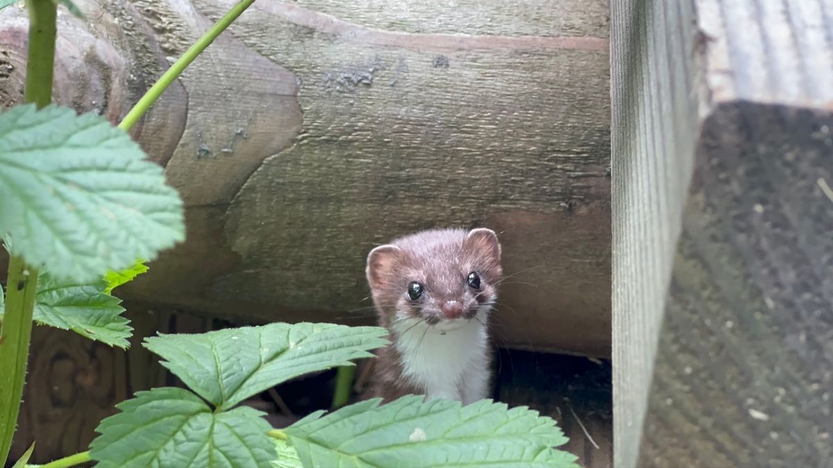 木道の影からオコジョが顔を出していました。めちゃ可愛い。
