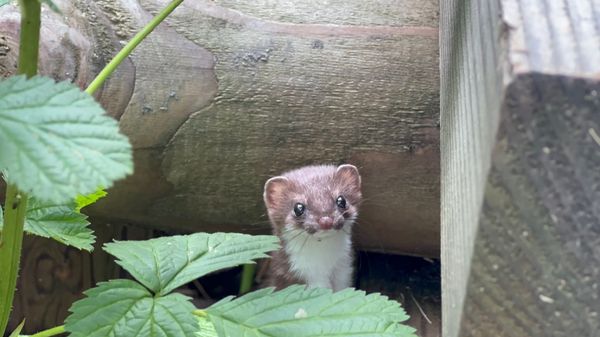 日本・長野県「2025年夏　安曇野・白馬旅行」の写真：木道の影からオコジョが顔を出していました...