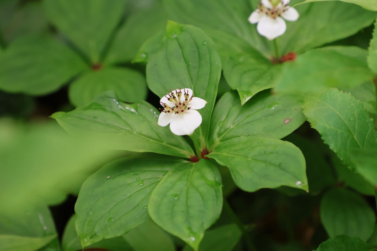 高層湿原には色とりどりの高山植物が咲いていました。