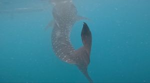 念願のジンベイザメ🦈