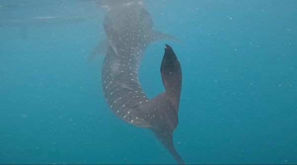 フィリピン・セブ島「Philippine 2025」の写真：念願のジンベイザメ🦈