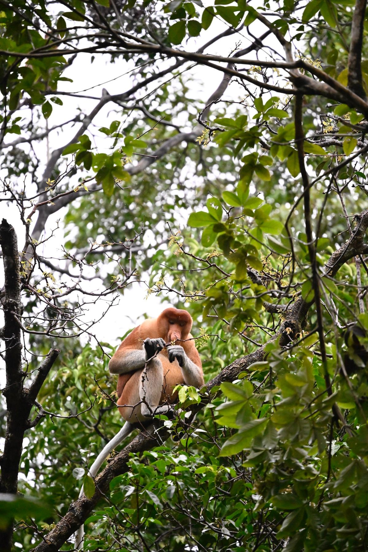 クチンで会えた野生のお猿さん達です