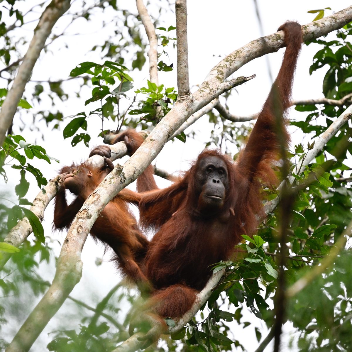 クチンで会えた野生のお猿さん達です