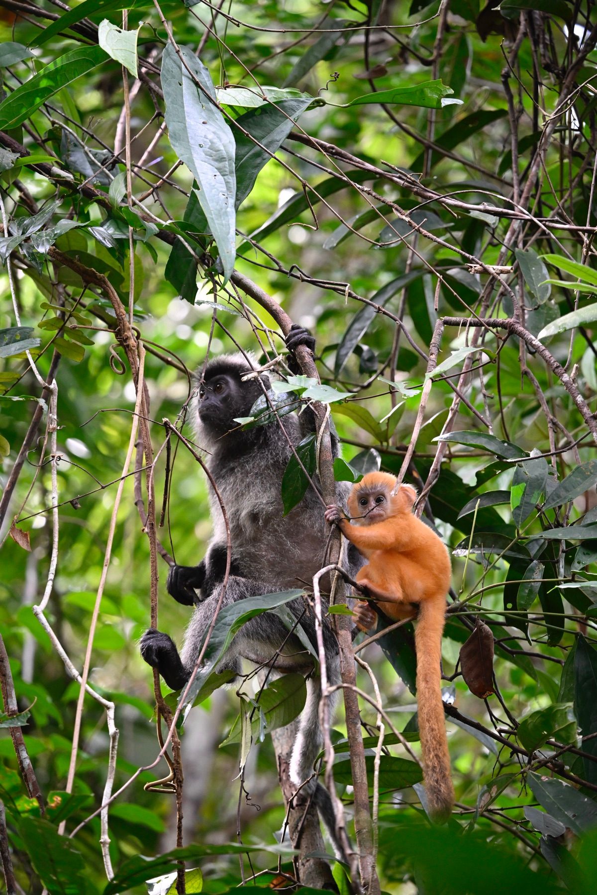 クチンで会えた野生のお猿さん達です