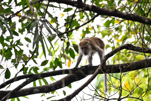 マレーシア・クチン「ボルネオお猿旅」の写真：クチンで会えた野生のお猿さん達です
