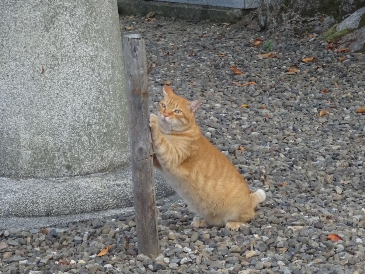 劔神社と猫太郎