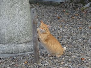 劔神社と猫太郎