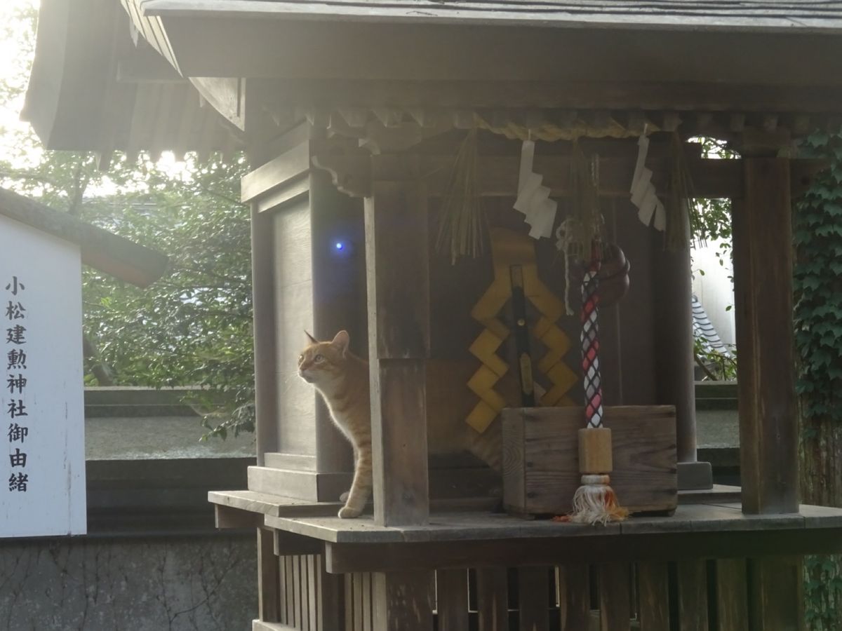 劔神社と猫太郎
