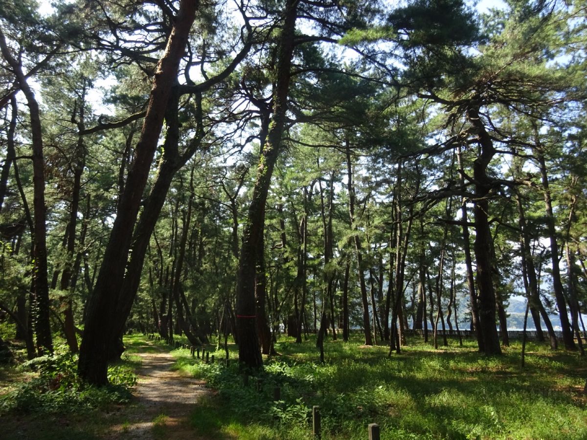 気比の松原