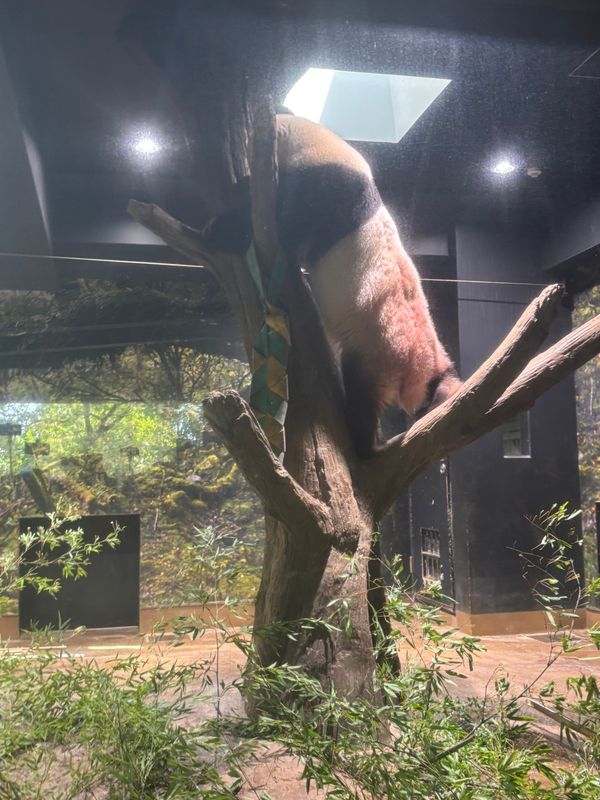 日本・神奈川県「𝑻𝒐𝒌𝒚𝒐」の写真