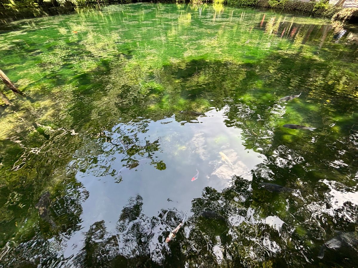 佐野ラーメン　大和
出流原弁天池