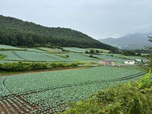 善光寺で蕎麦
嬬恋キャベツ畑
