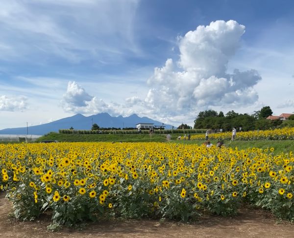 日本・山梨県「山梨観光」の写真