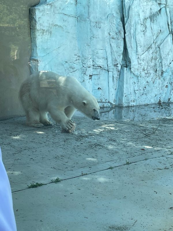 日本・東京都「上野動物園」の写真