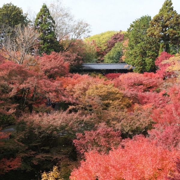 日本・京都「京都」の写真