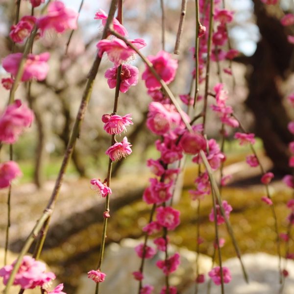 日本・京都「日帰り京都」の写真