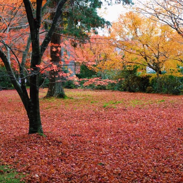 日本・京都「京都」の写真