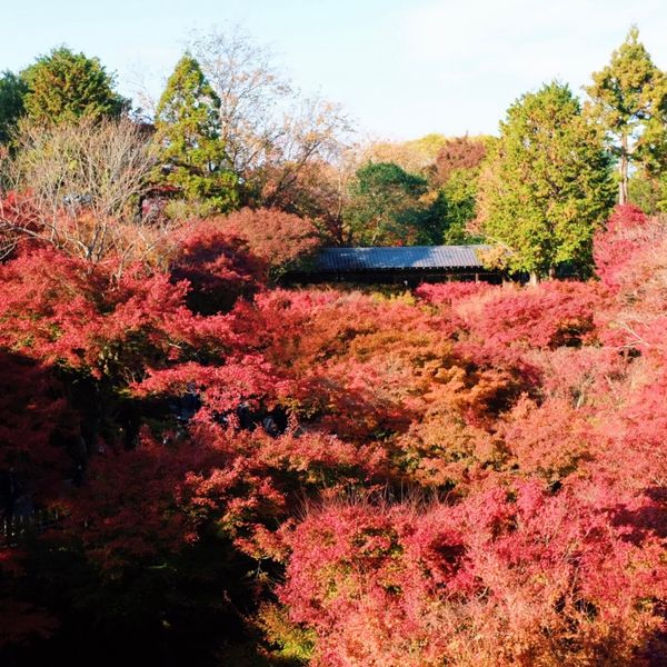 日本・京都「京都」の写真