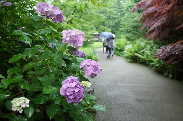 日本・箱根「箱根」の写真