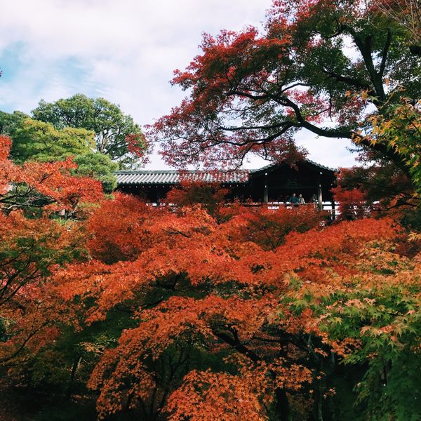 日本・京都「京都」の写真