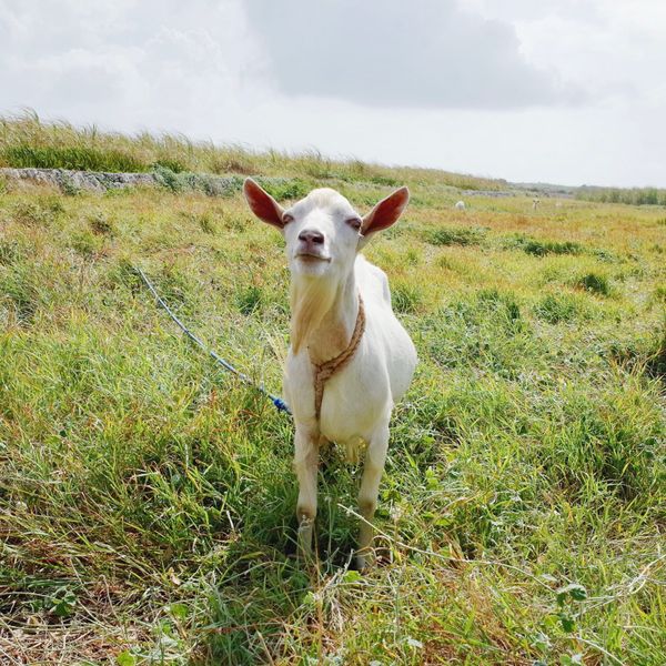 日本・竹富島「波照間島・竹富島」の写真